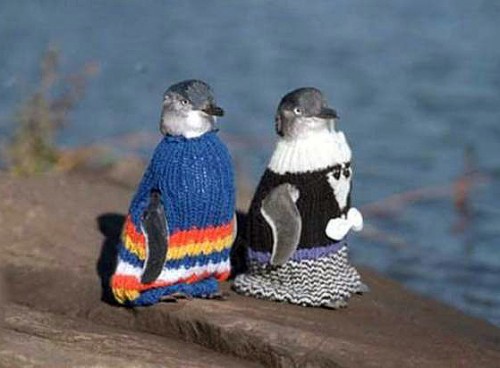 penguinsinsweaters1011.jpg